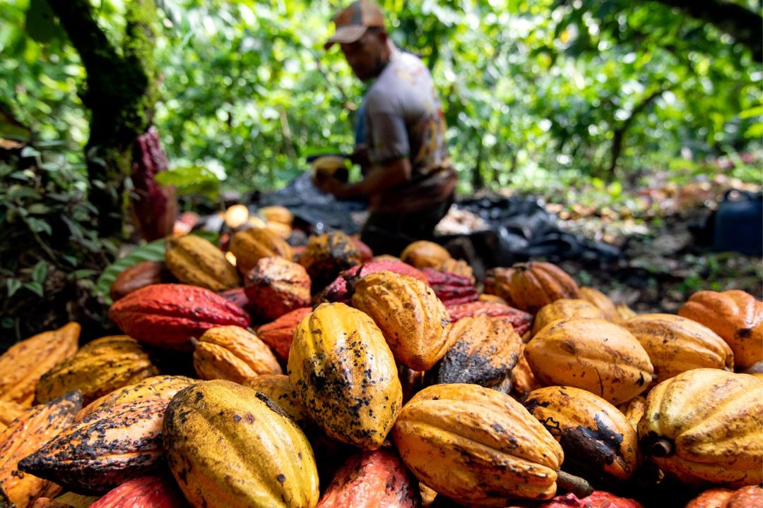 Cacau - Chocolate - Cacau Amado - Ilhéus - Fotografias de Paisagens - Paisagens Bonitas - Paisagens Lindas - Fotos de Paisagens Naturais - Fotografia de Paisagem - Fotografia de Viagem - Terras do Sem Fim