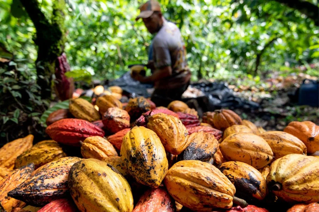 Cacau - Chocolate - Cacau Amado - Ilhéus - Fotografias de Paisagens - Paisagens Bonitas - Paisagens Lindas - Fotos de Paisagens Naturais - Fotografia de Paisagem - Fotografia de Viagem - Terras do Sem Fim