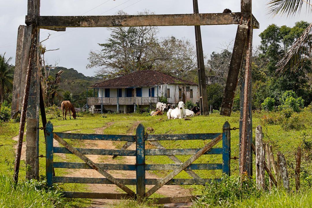 Cacau - Chocolate - Cacau Amado - Ilhéus - Fotografias de Paisagens - Paisagens Bonitas - Paisagens Lindas - Fotos de Paisagens Naturais - Fotografia de Paisagem - Fotografia de Viagem - Terras do Sem Fim