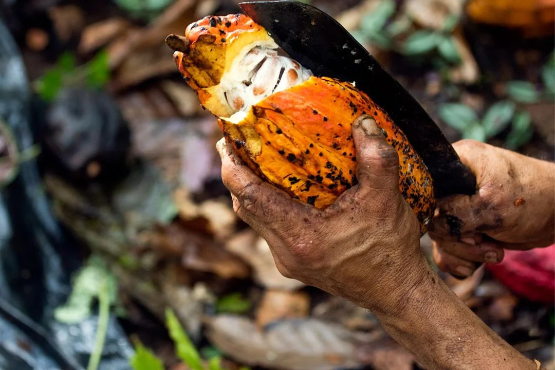 Cacau - Chocolate - Cacau Amado - Ilhéus - Fotografias de Paisagens - Paisagens Bonitas - Paisagens Lindas - Fotos de Paisagens Naturais - Fotografia de Paisagem - Fotografia de Viagem - Terras do Sem Fim