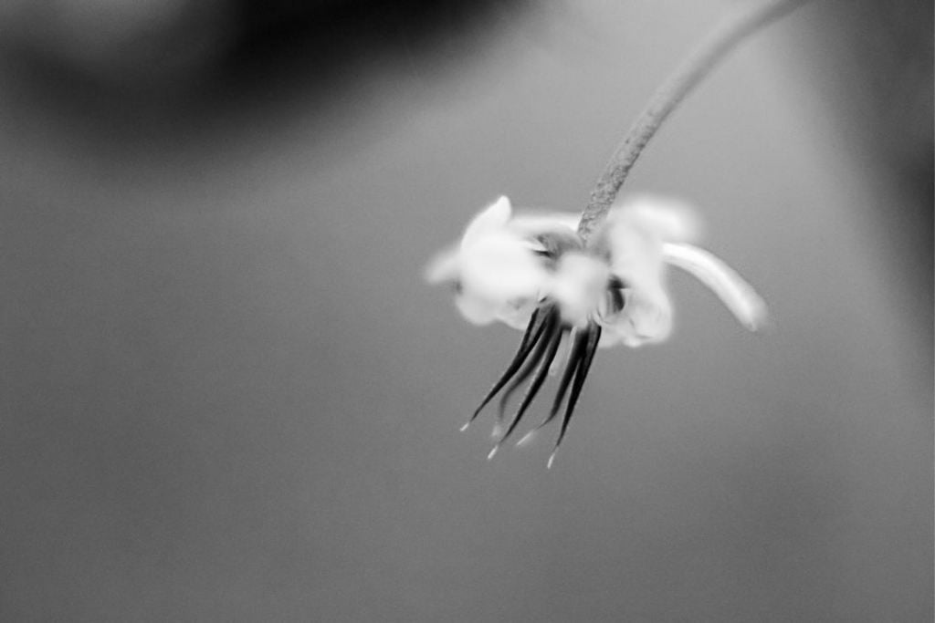 Flor de Cacau